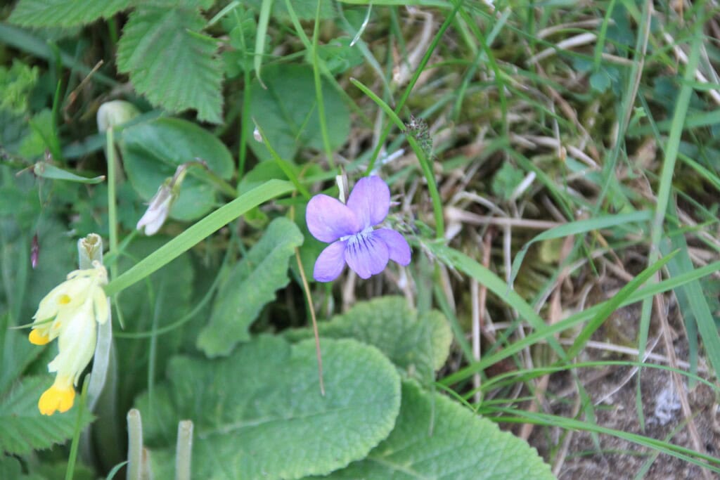 Wood Violet