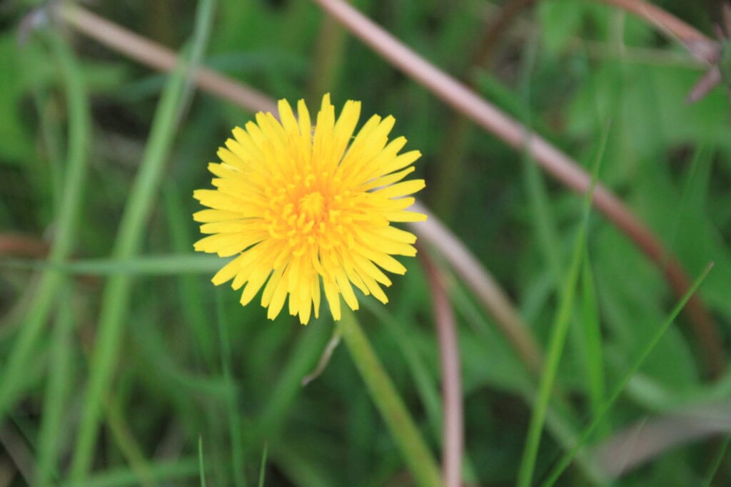 Dandelion