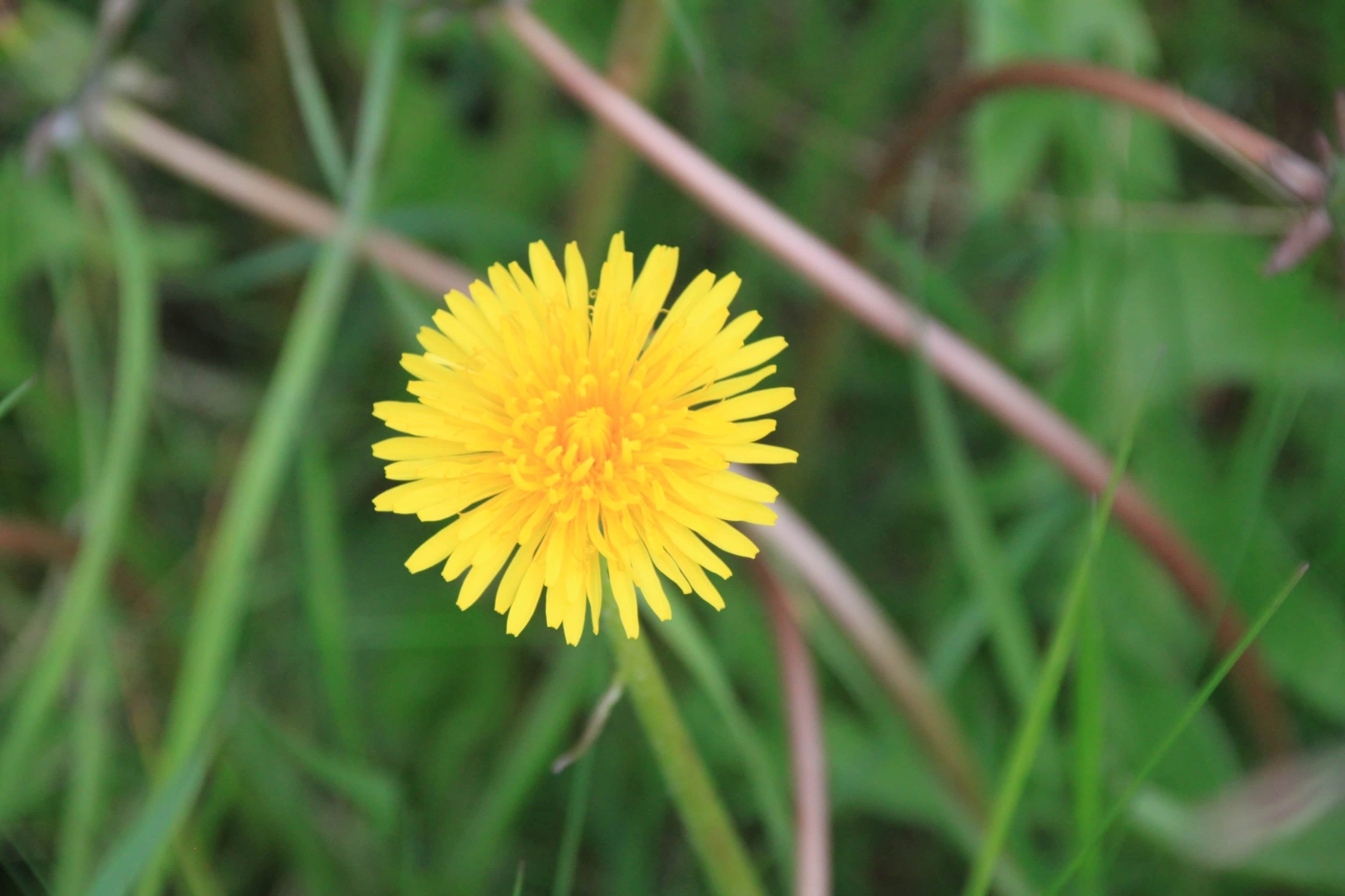 Dandelion — FOTD July 10