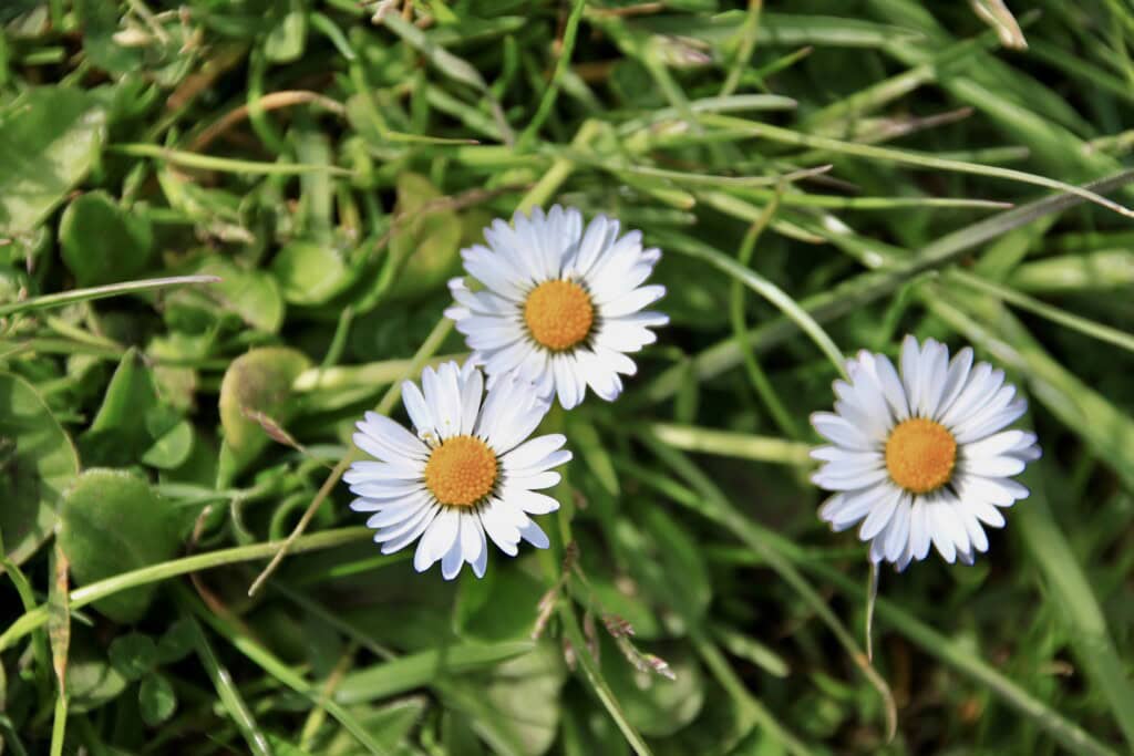Daisies
