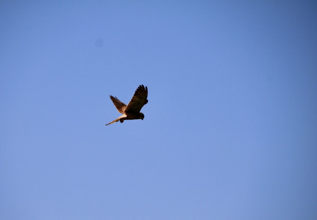 Falcon at Ayr Beach