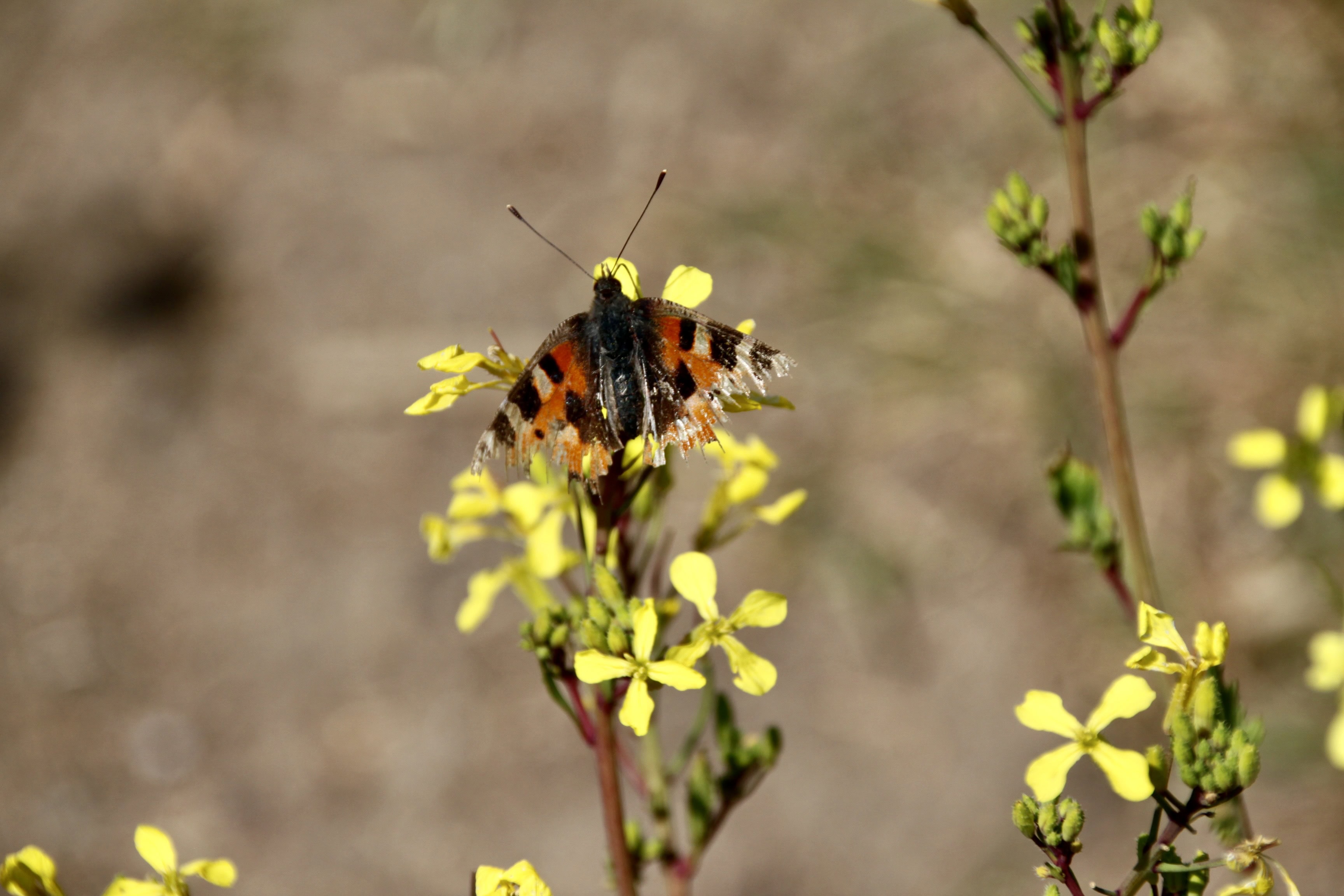Tattered Butterfly — Monday Portrait June 12