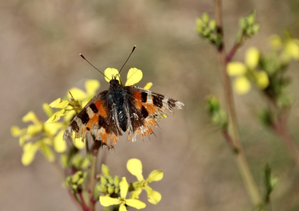 Small Tortoiseshell