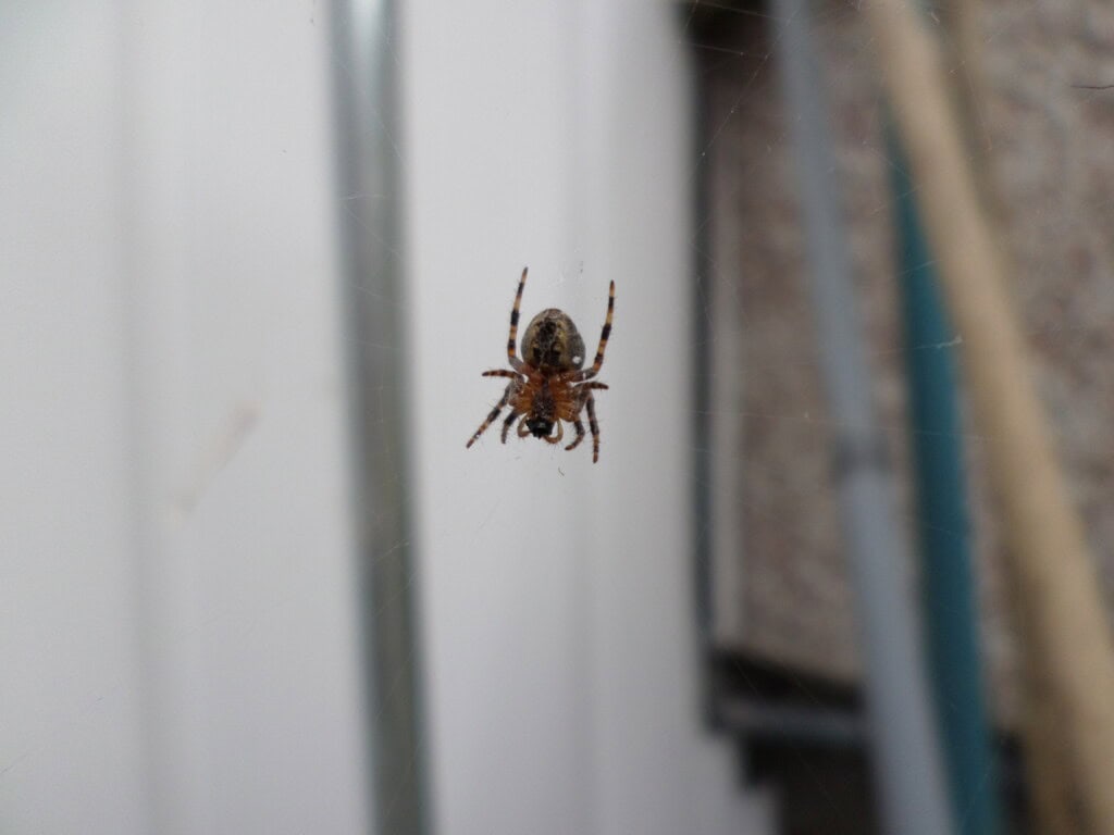 Spider