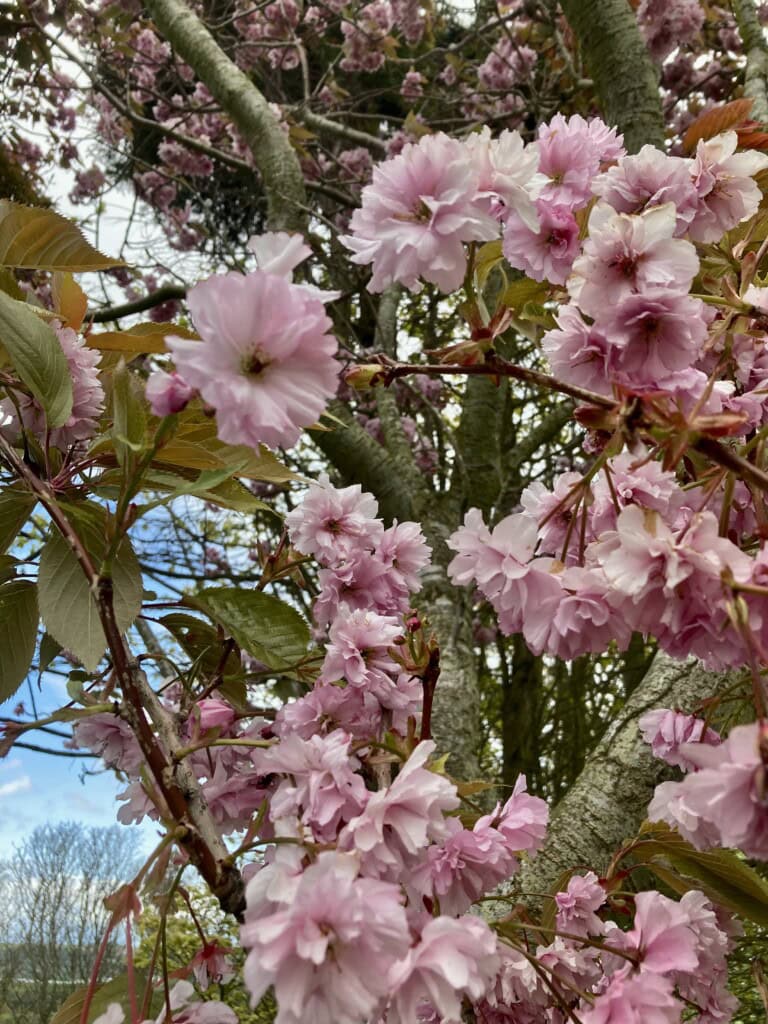 Plum blossom