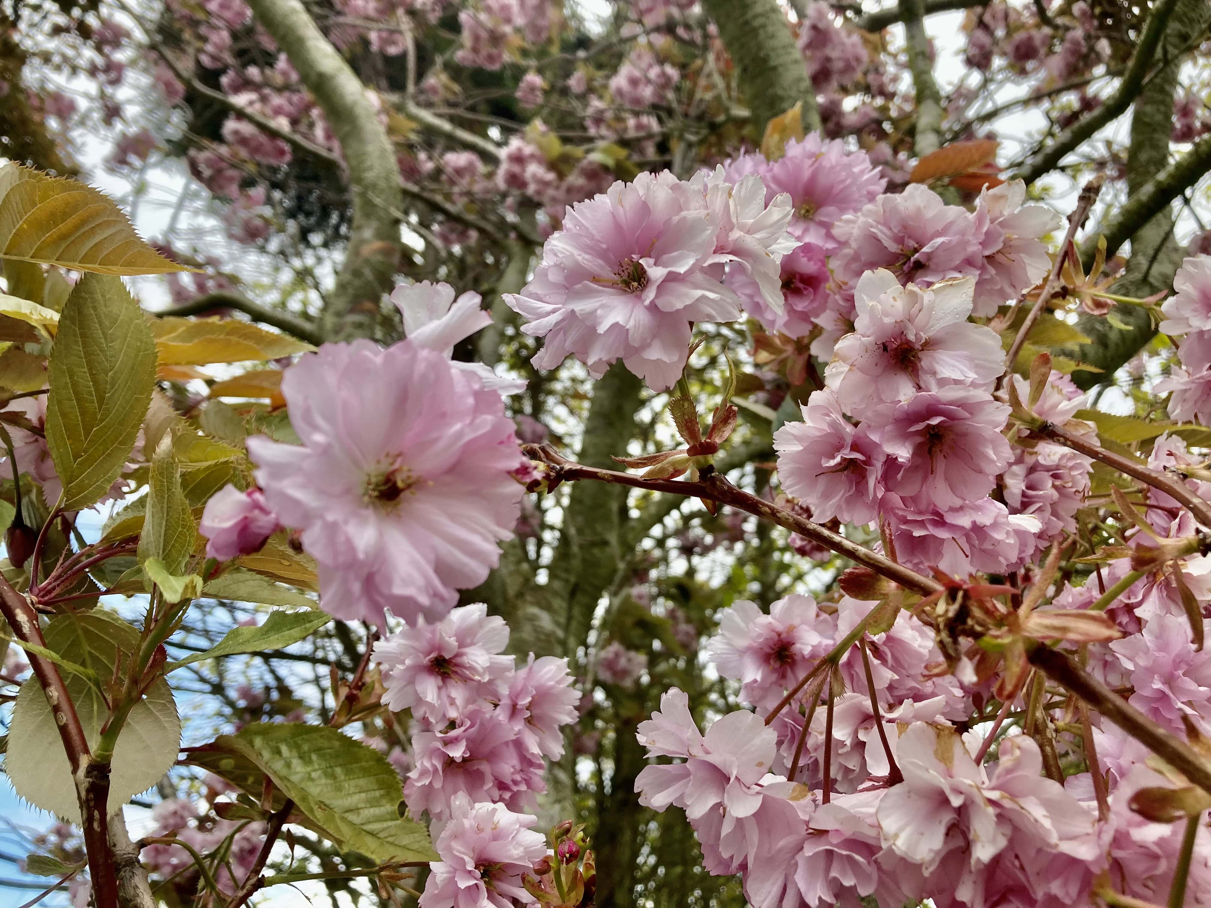 Plum Blossom — FOTD July 12