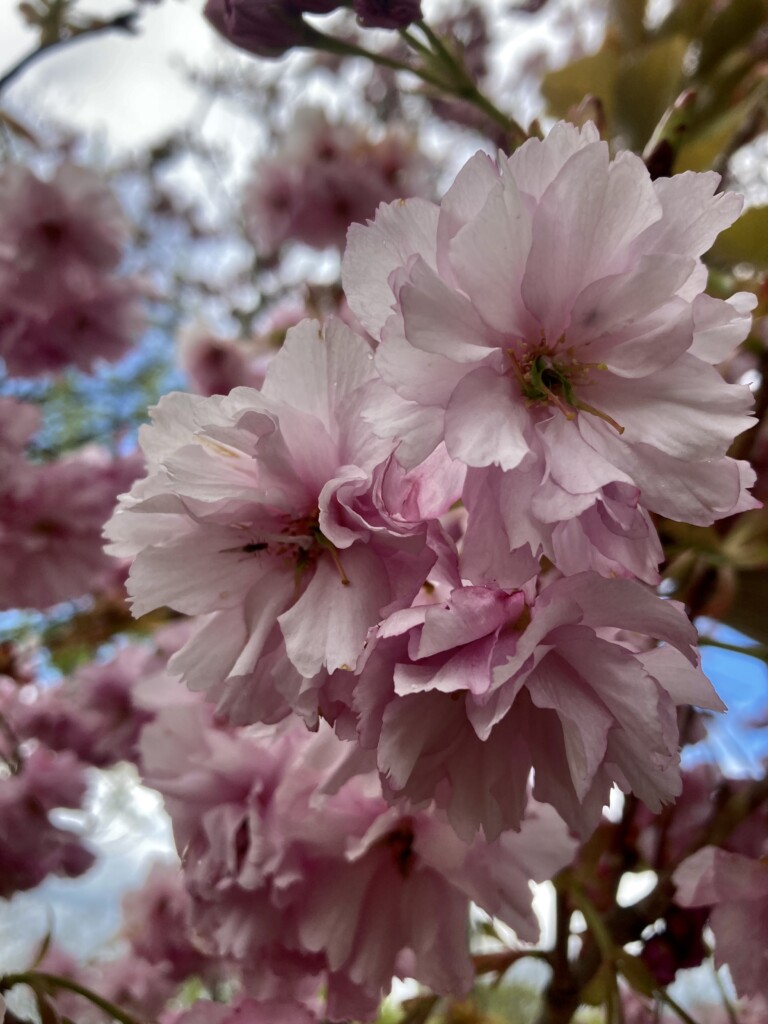 Plum Blossom