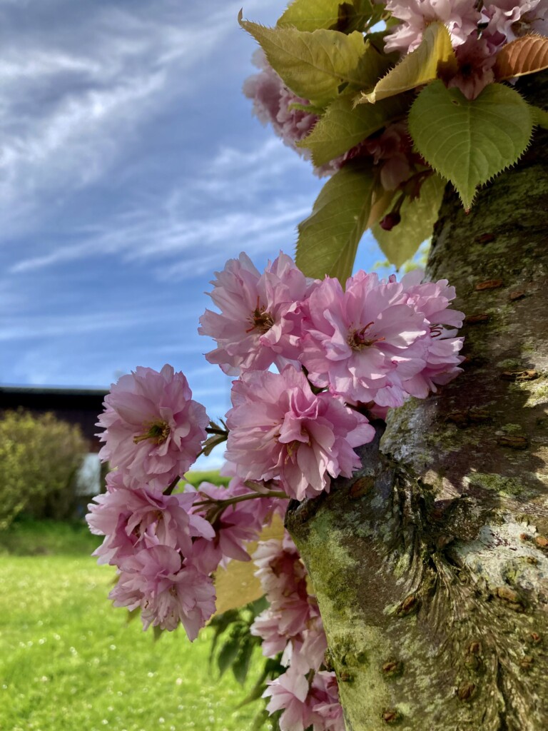Plum Blossom