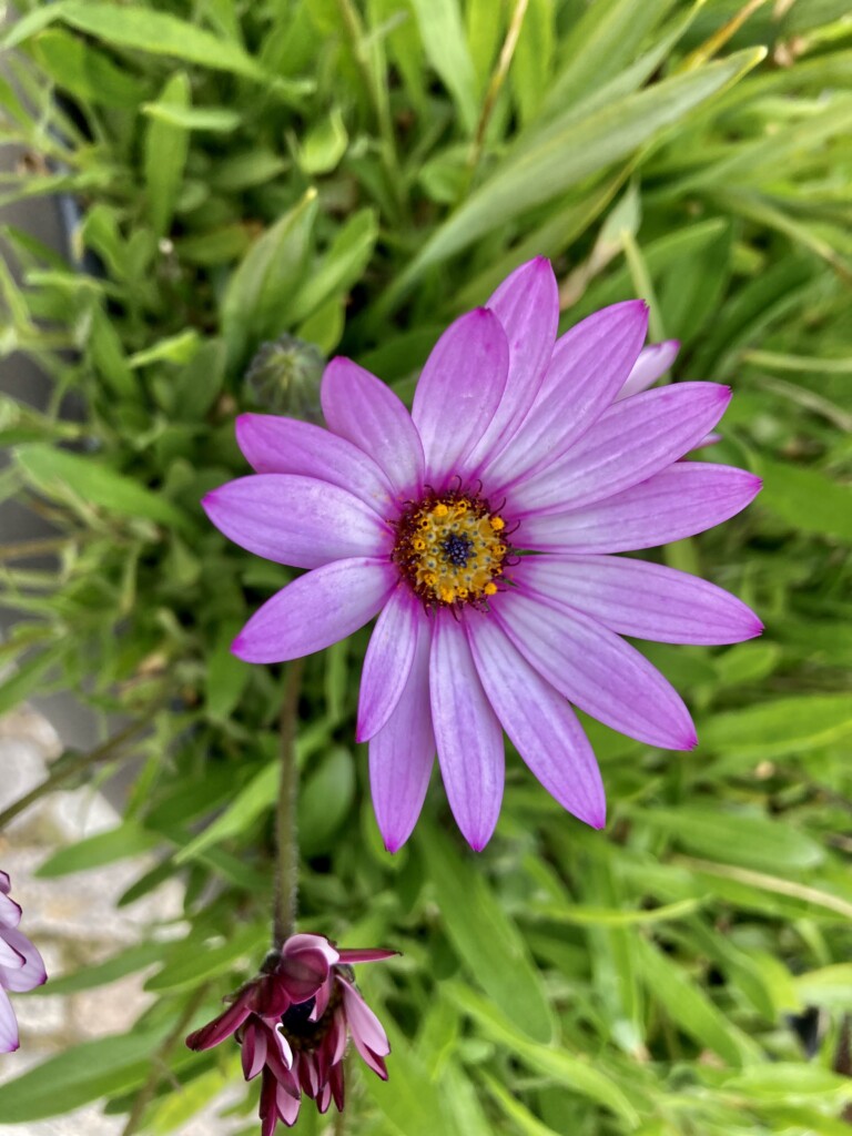 African Cape Daisy