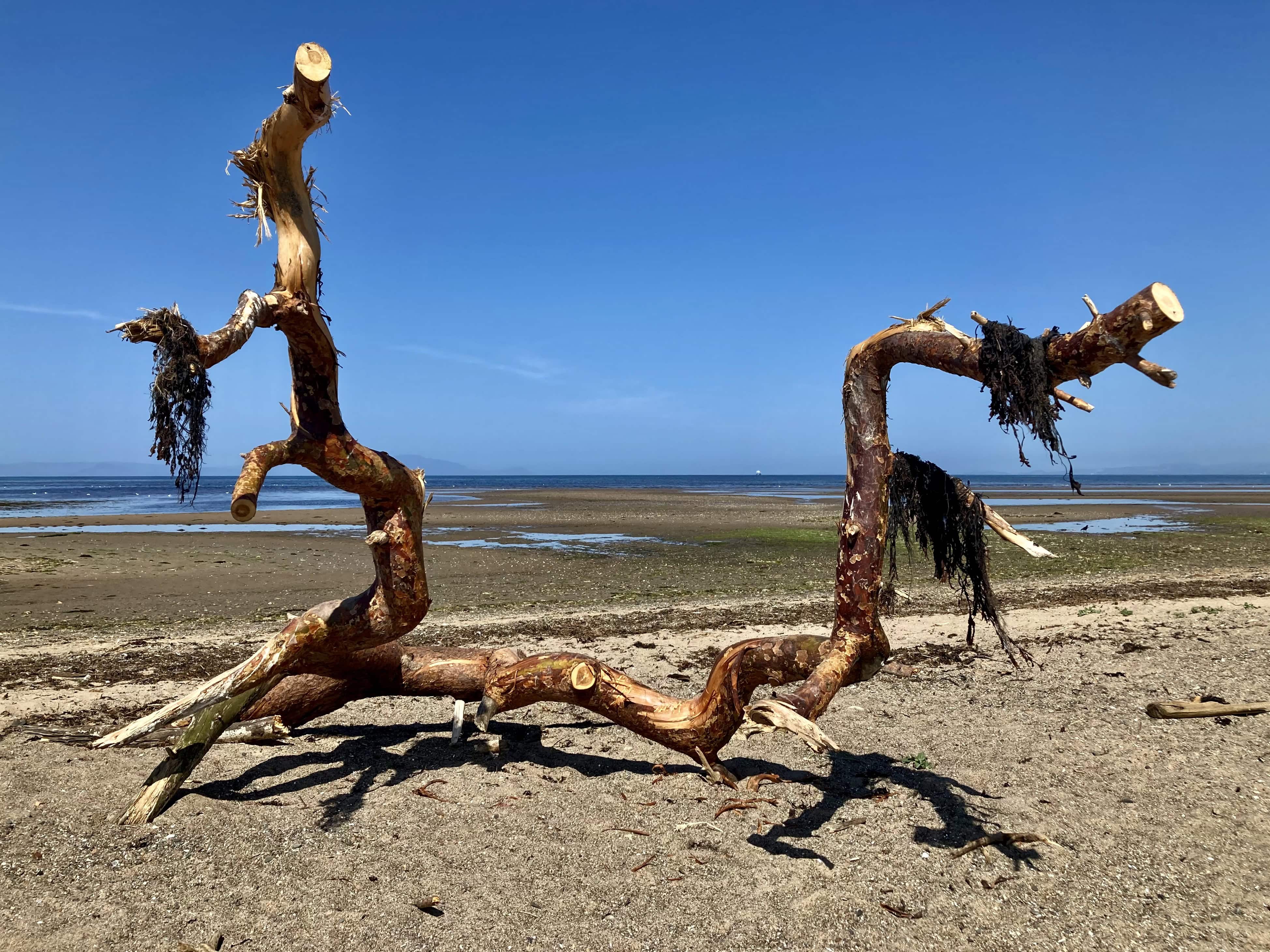 Driftwood #4 — Fan Of… #214