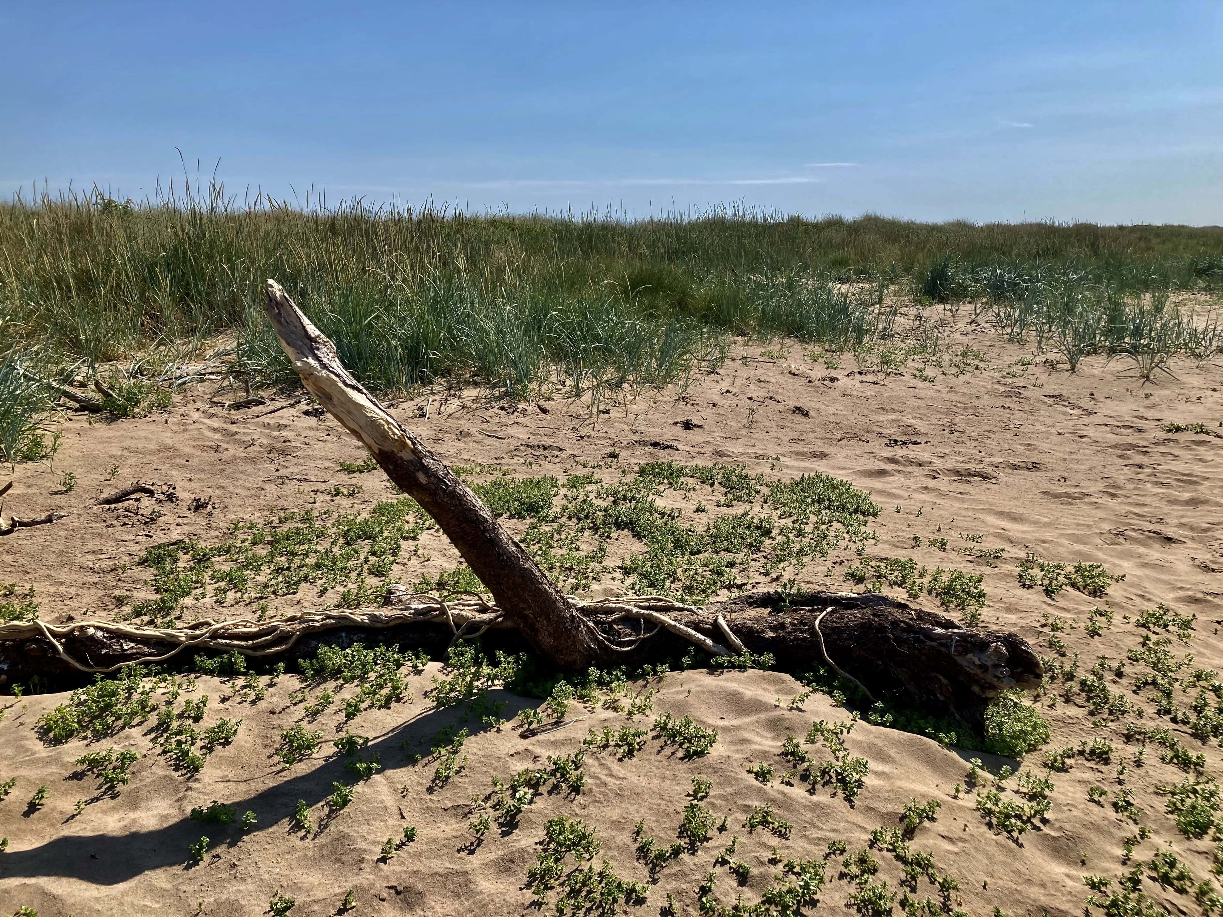 Driftwood #7 — Fan Of… #217
