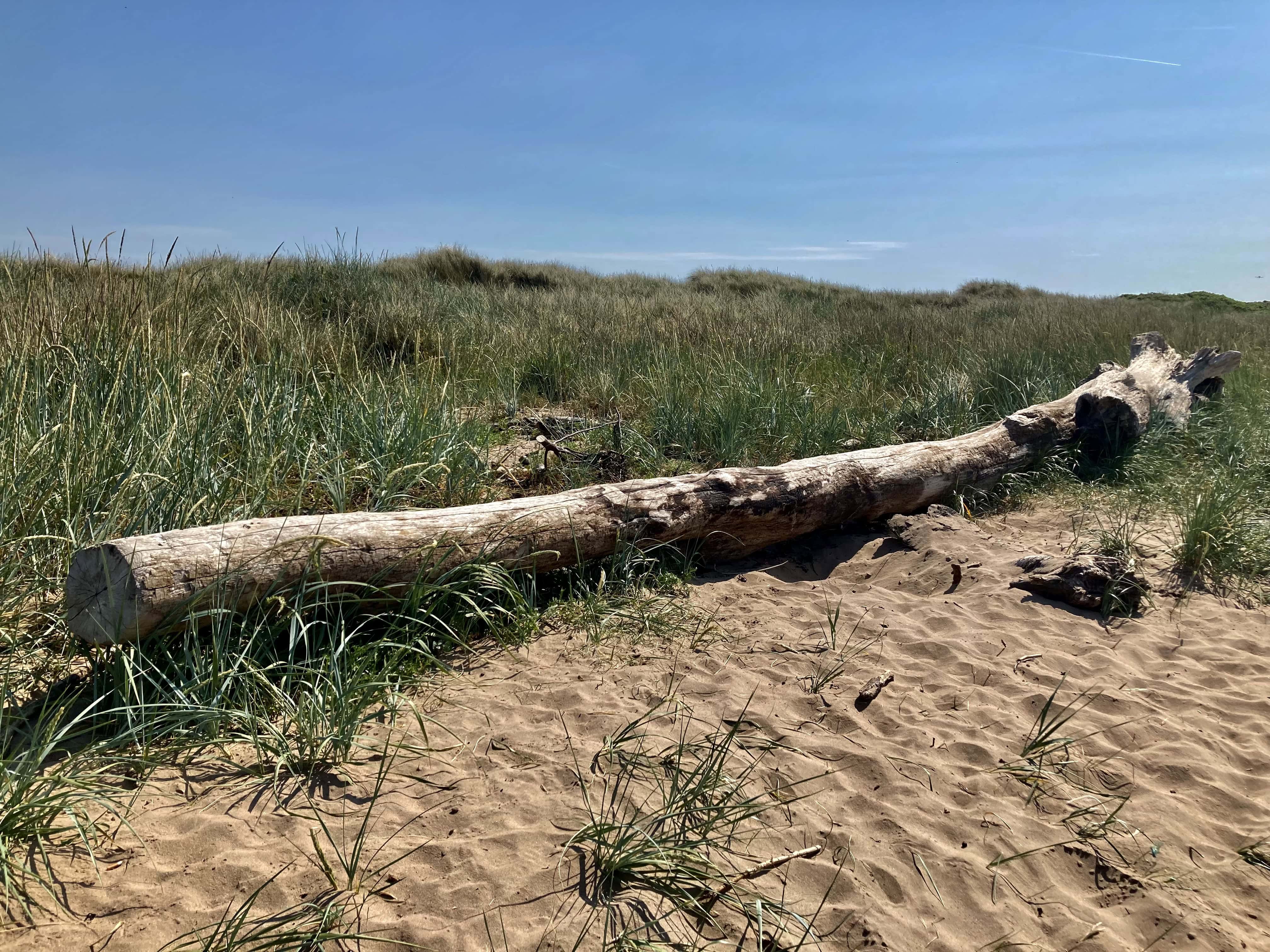 Driftwood #6 — Fan Of… #216