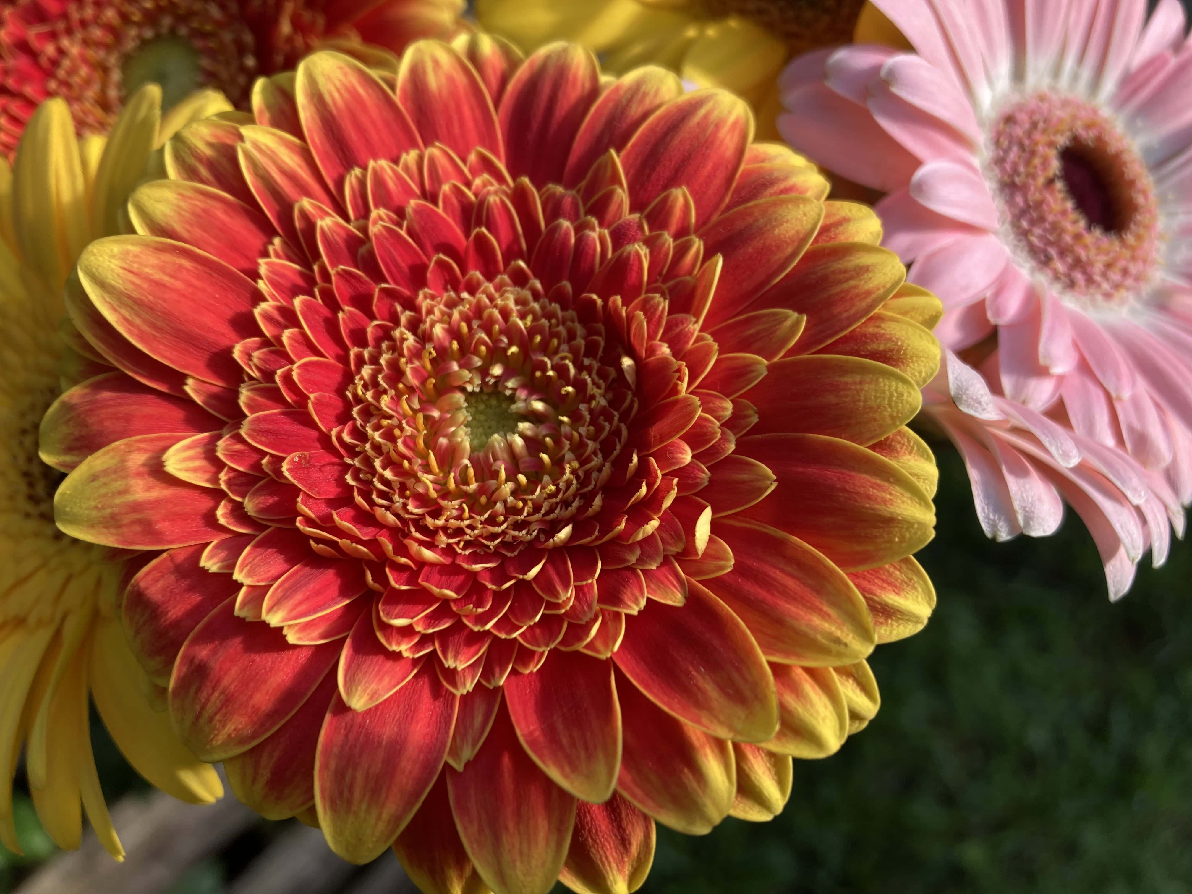 Floral Close-Ups — CMMC