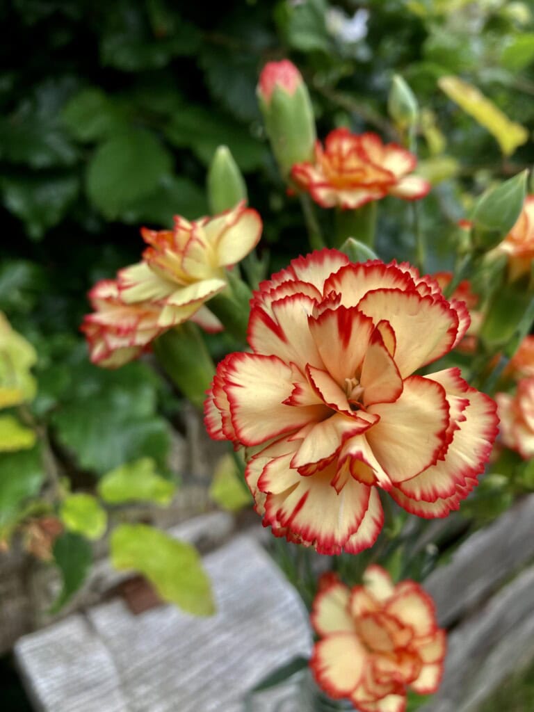 Carnation
