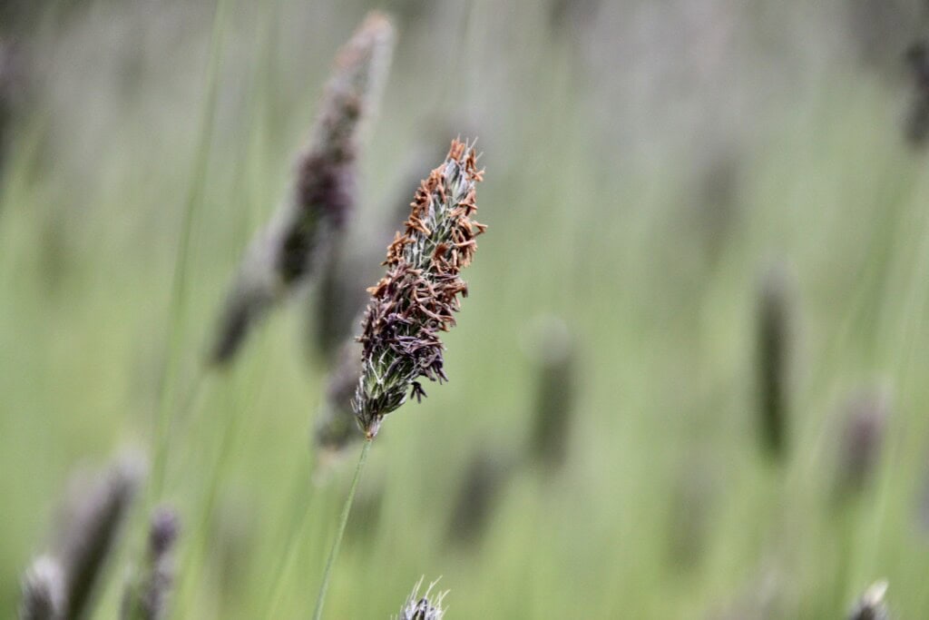 Meadow Foxtail