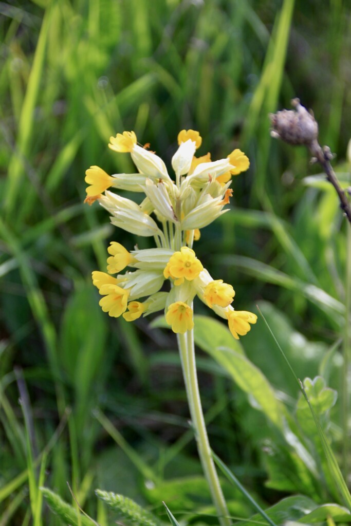 Cowslips