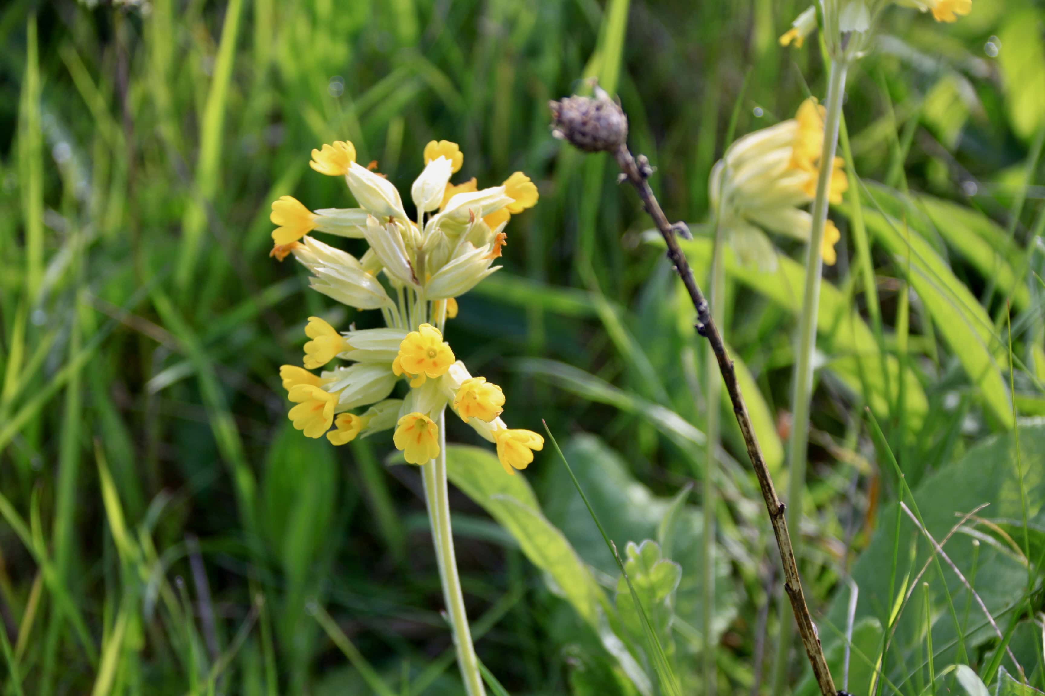 Cowslips — FOTD July 17