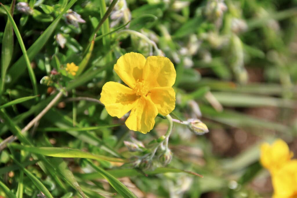 Common Rock Rose