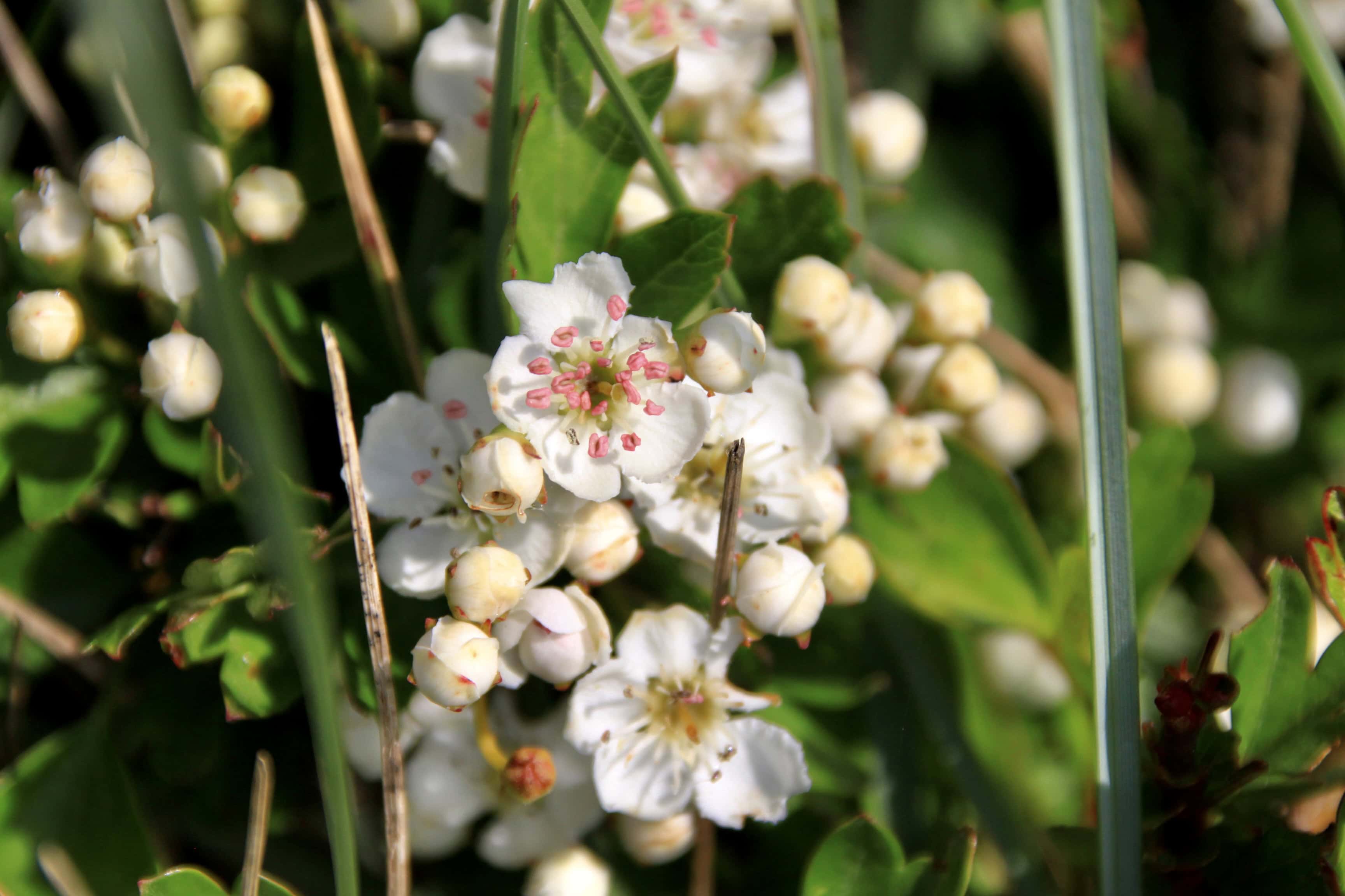 Hawthorn — FOTD July 22