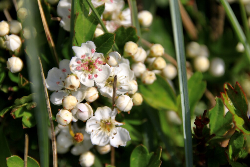 Hawthorn