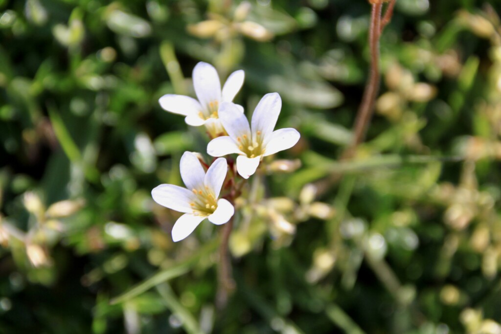 Meadow Saxifrage
