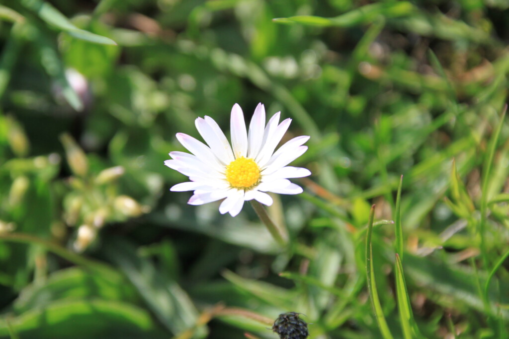 Daisy