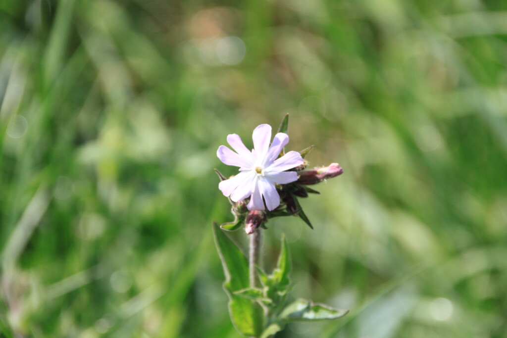 White campion