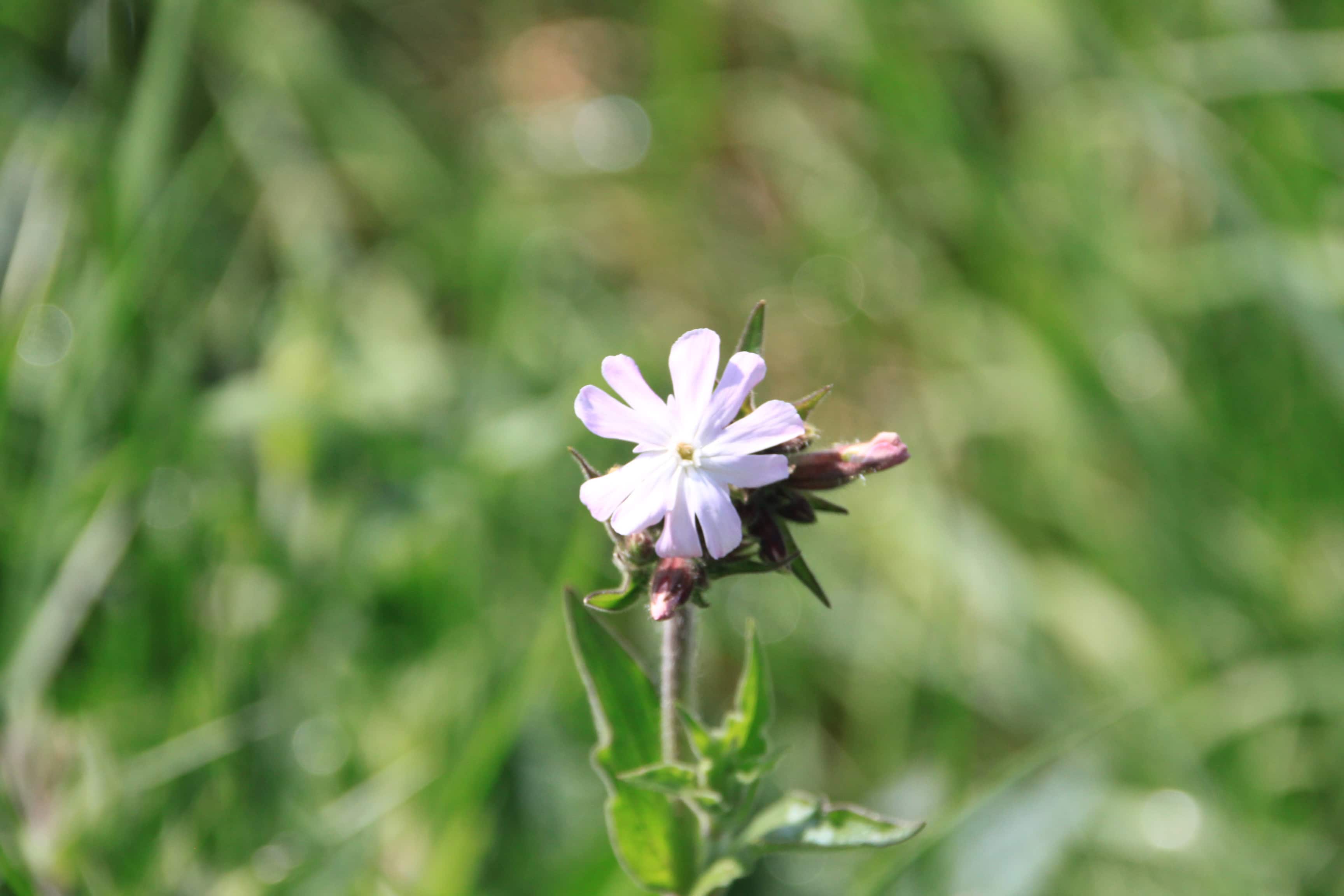 White Campion — FOTD July 25