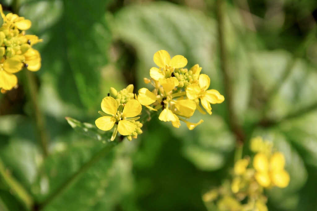 Wild mustard