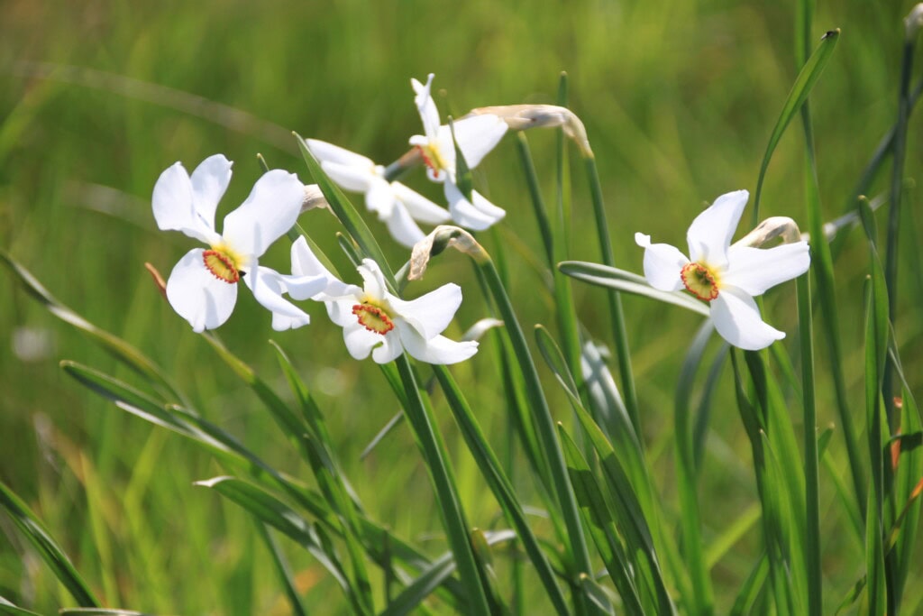 Poet's Narcissus