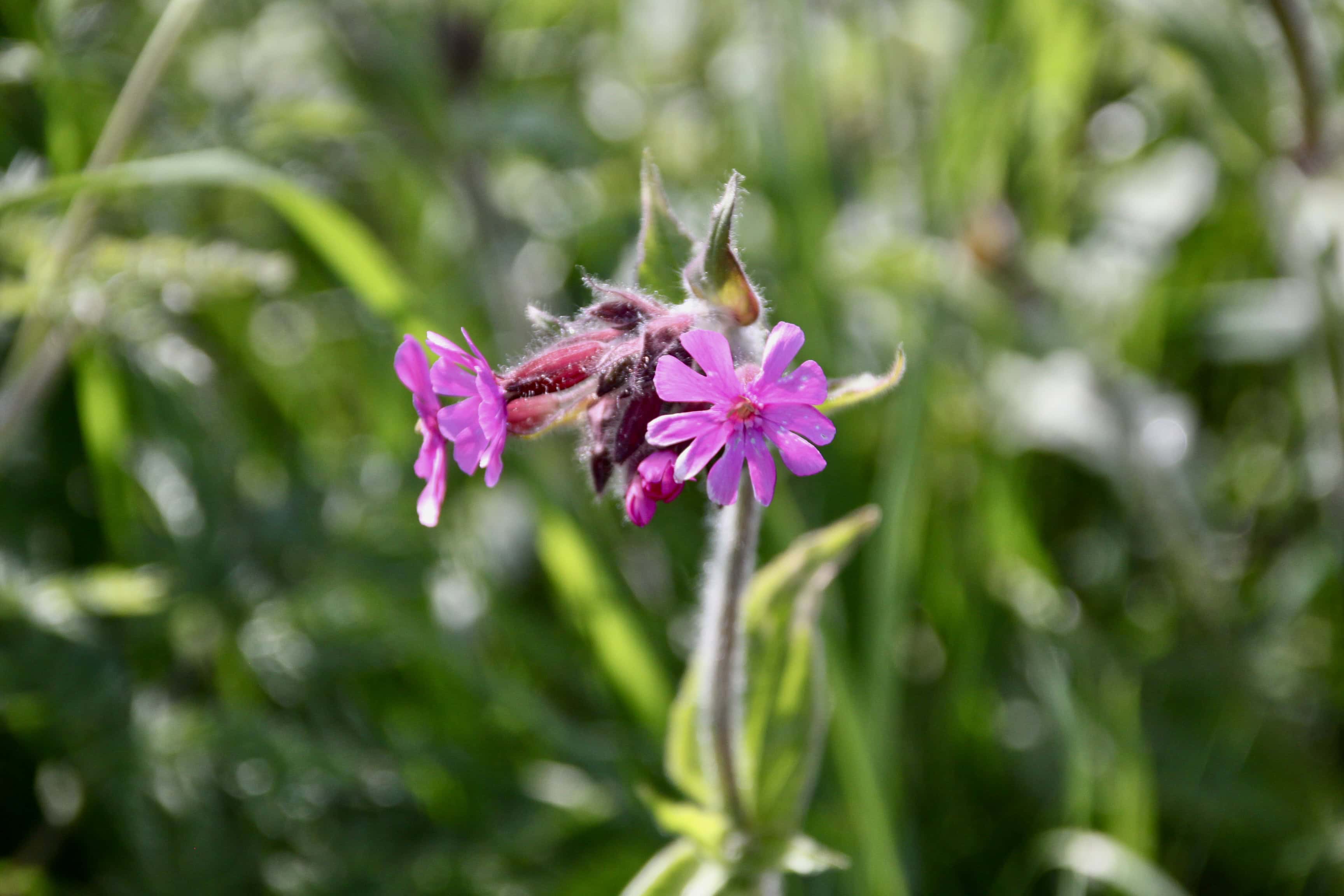 Red Catchfly — FOTD Aug 01