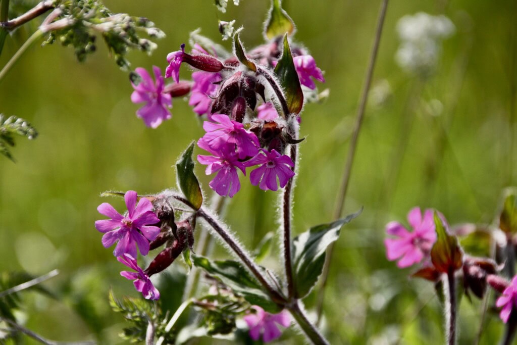 Red Catchfly