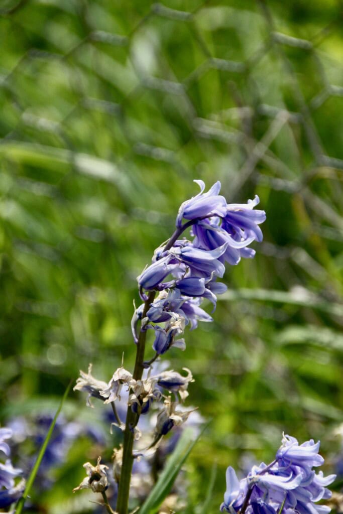 Bluebells