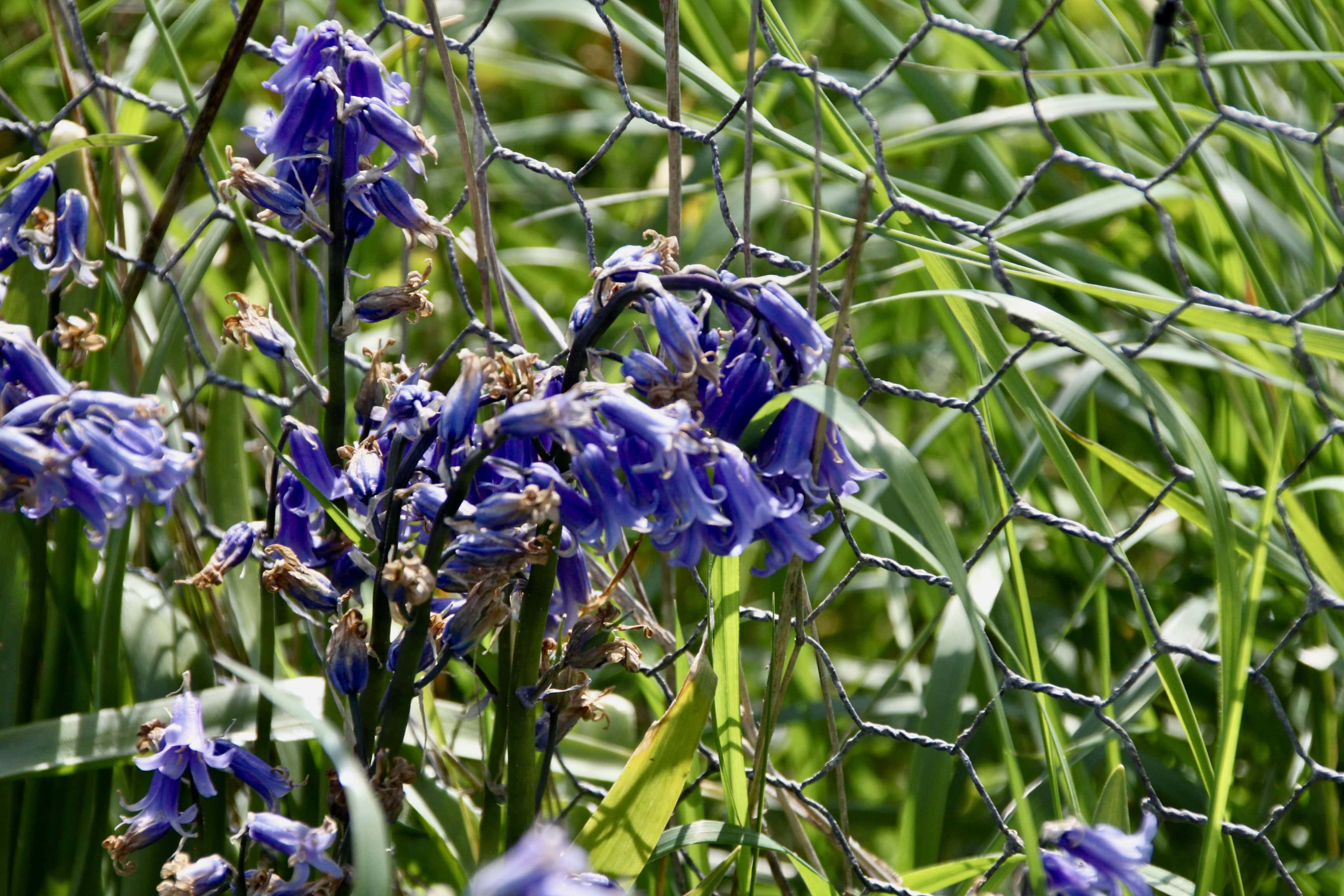 Bluebells — FOTD Aug 03