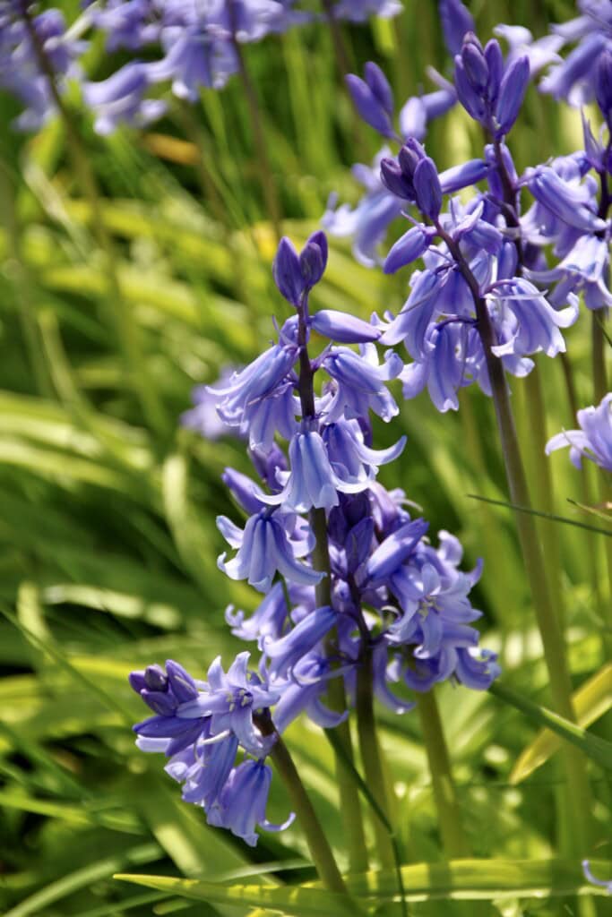 Bluebells