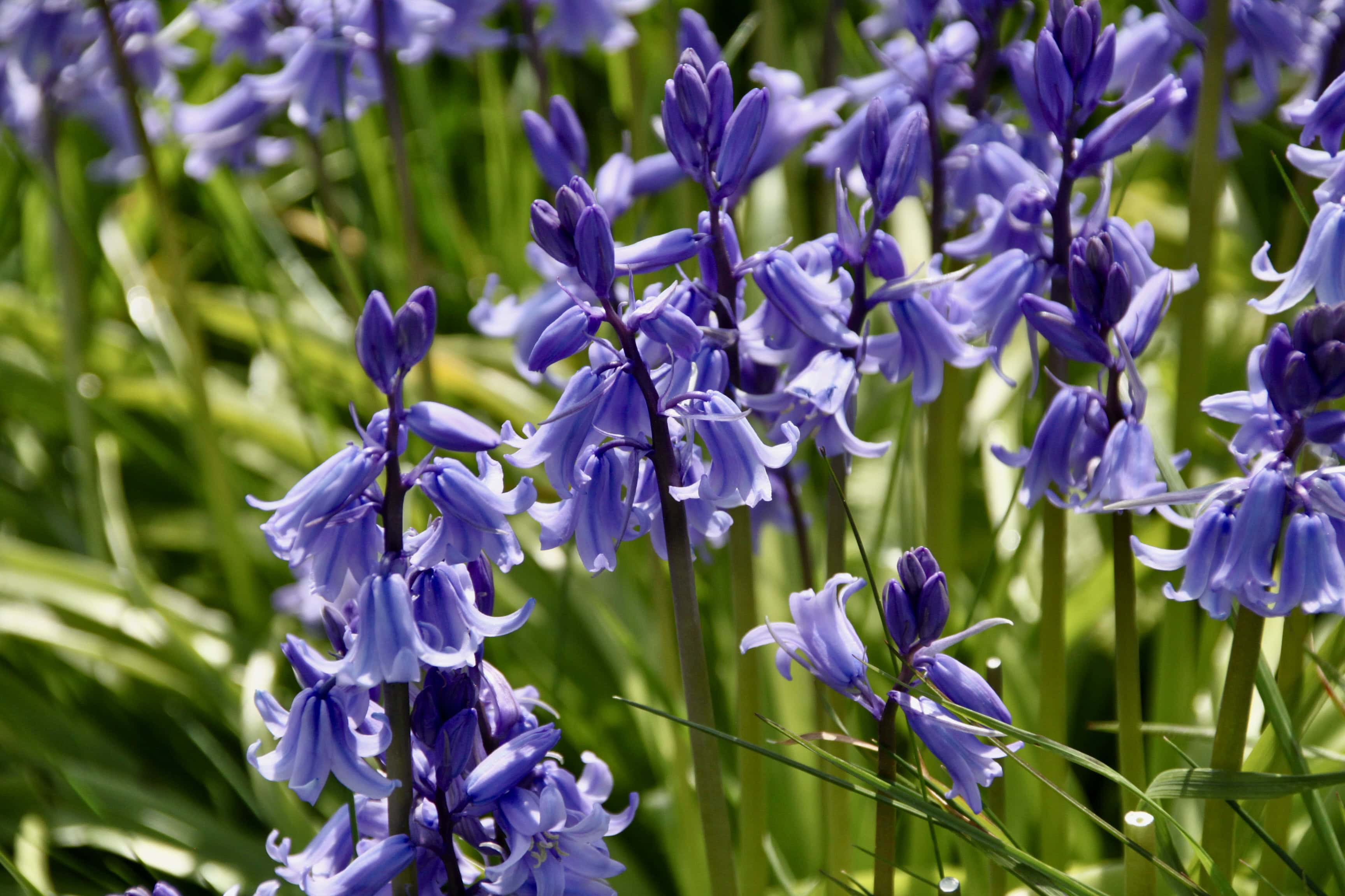 Bluebells — FOTD Aug 02