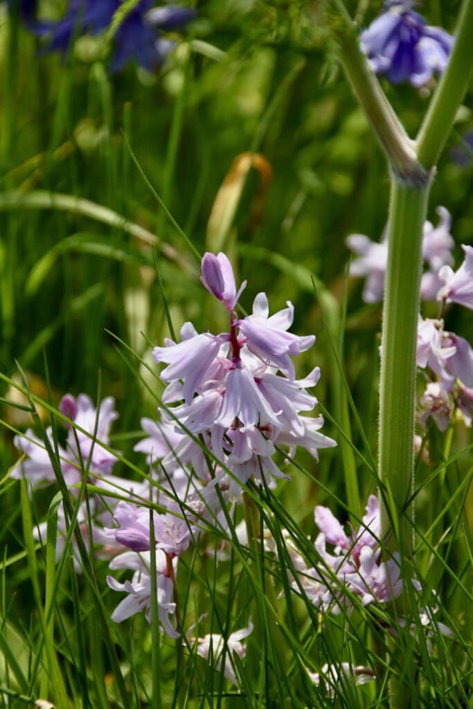 Spanish Bluebells