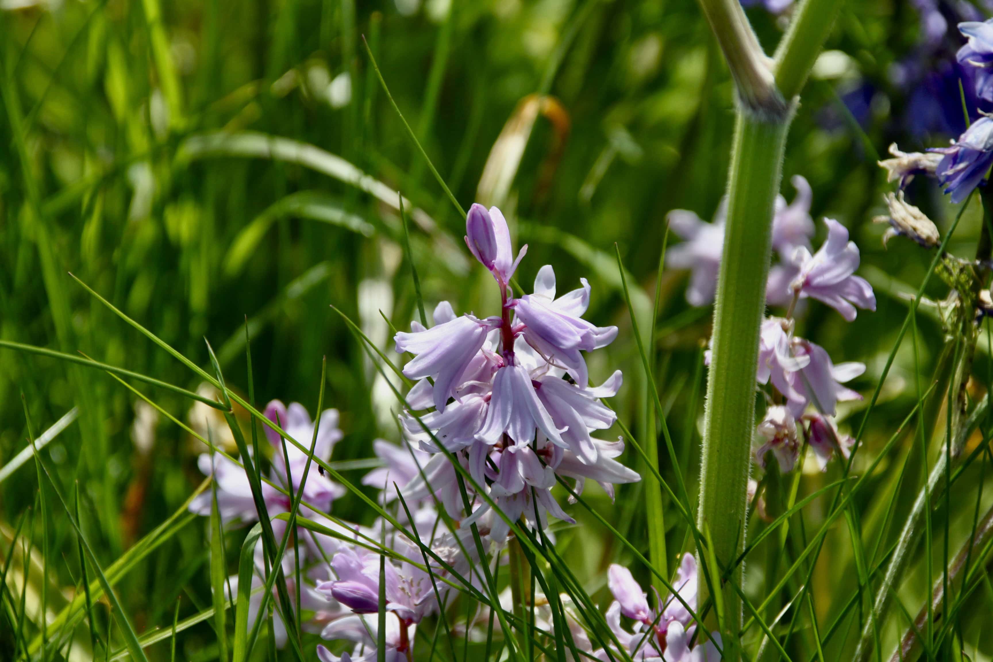 Spanish Bluebells — FOTD Aug 04