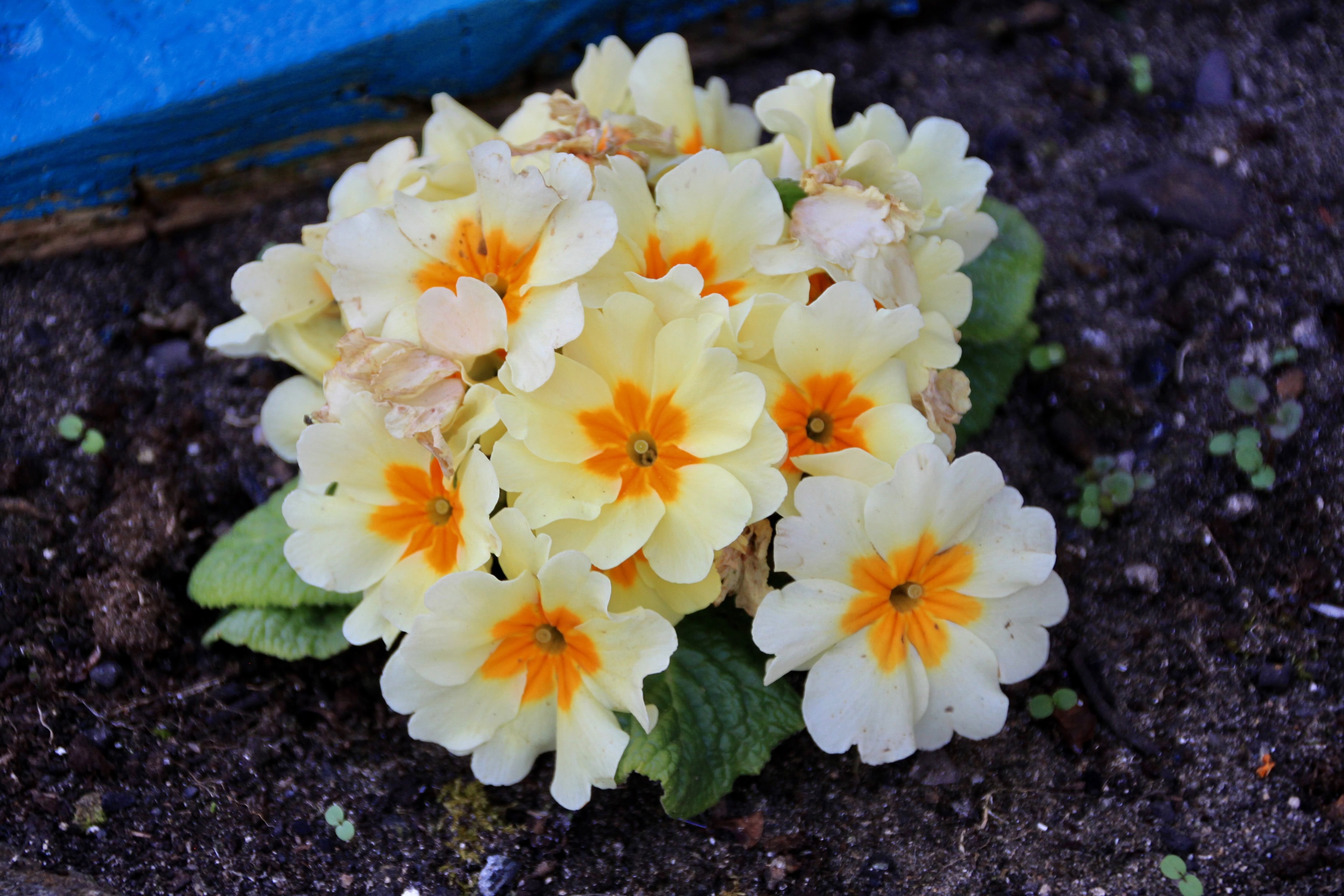 Primula — FOTD Aug 05