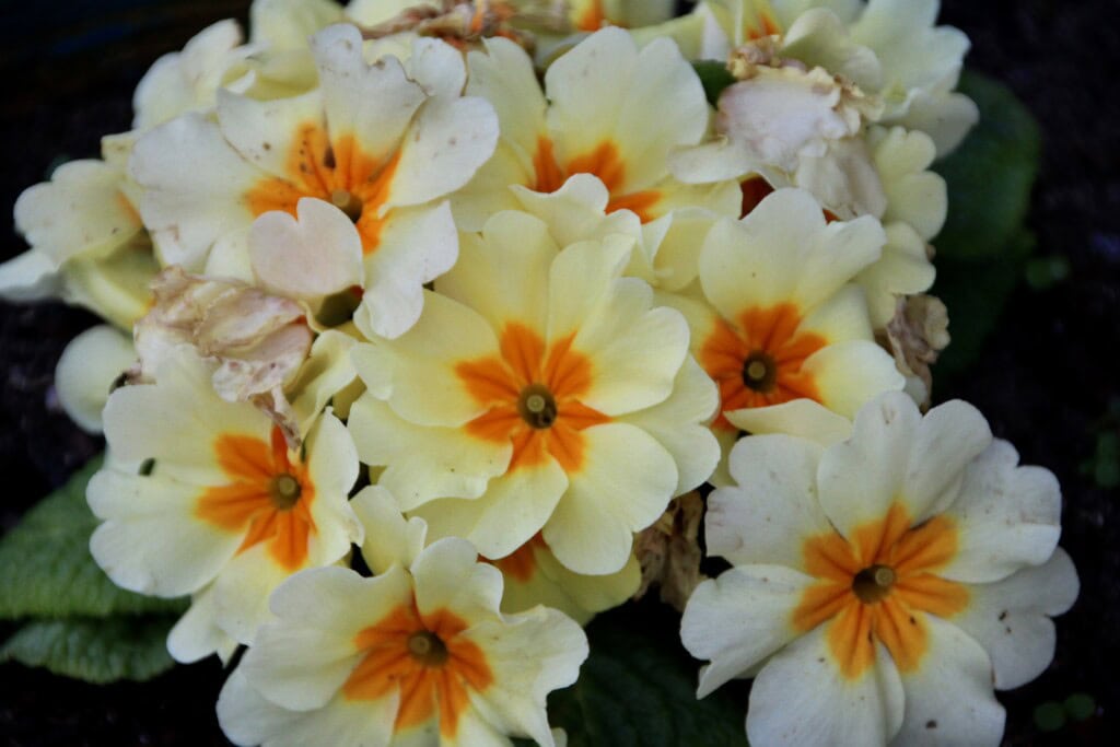 Primula