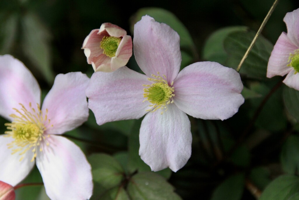 Anemone Clematis