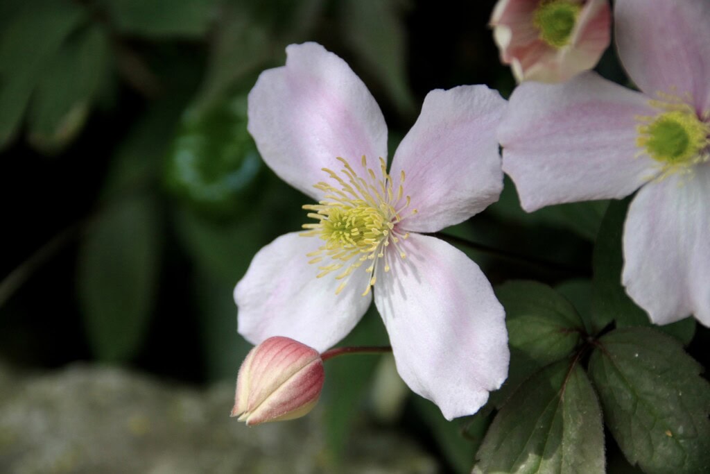 Anemone Clematis