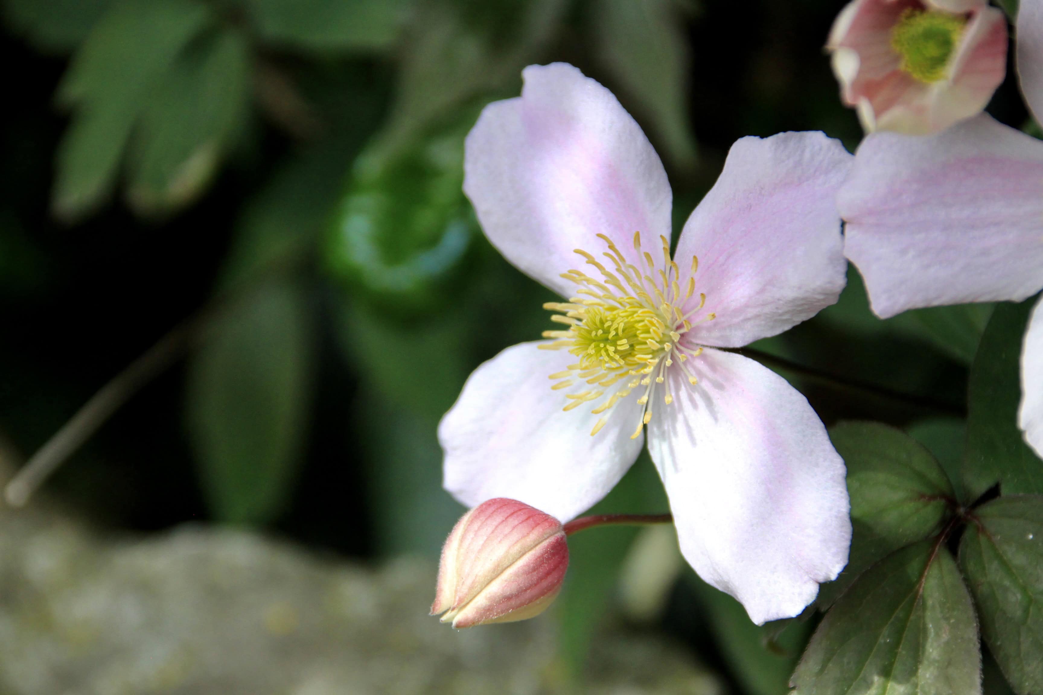 Anemone Clematis — FOTD Aug 08