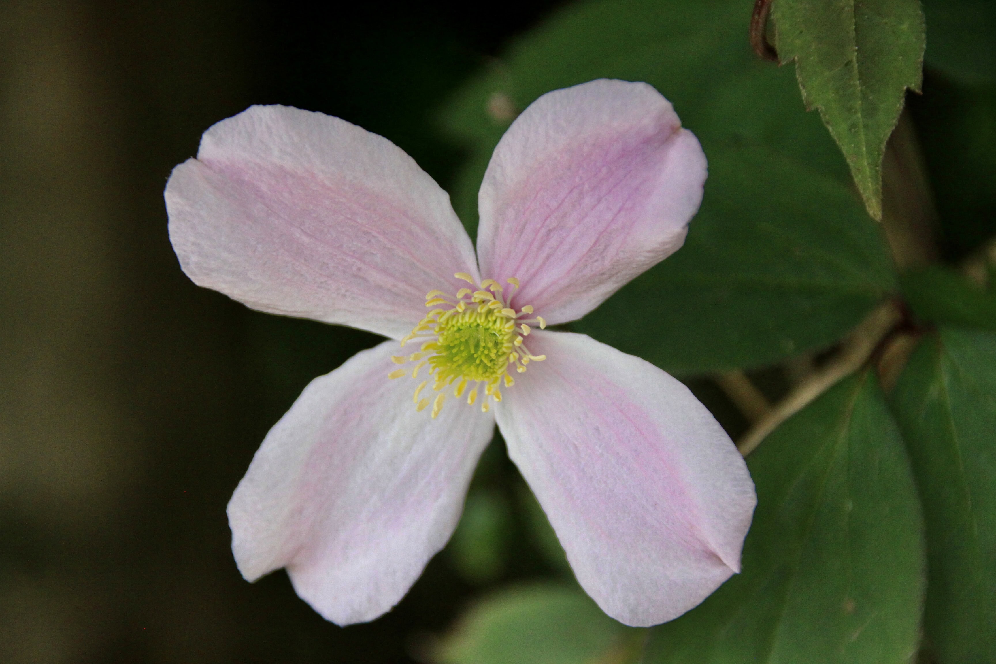 Anemone Clematis — FOTD Aug 07