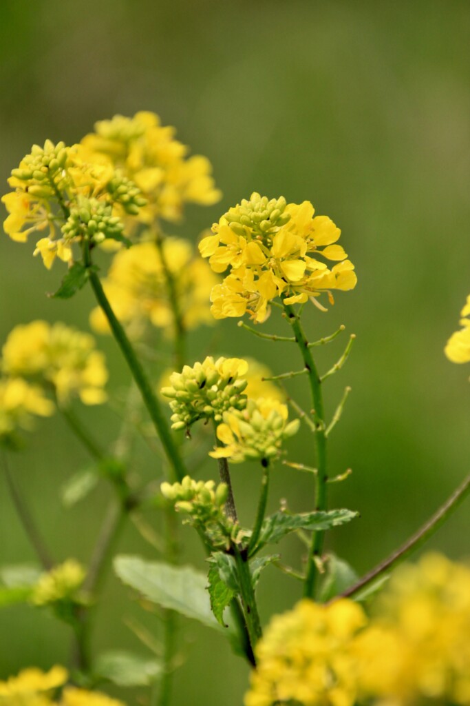 Charlock Mustard