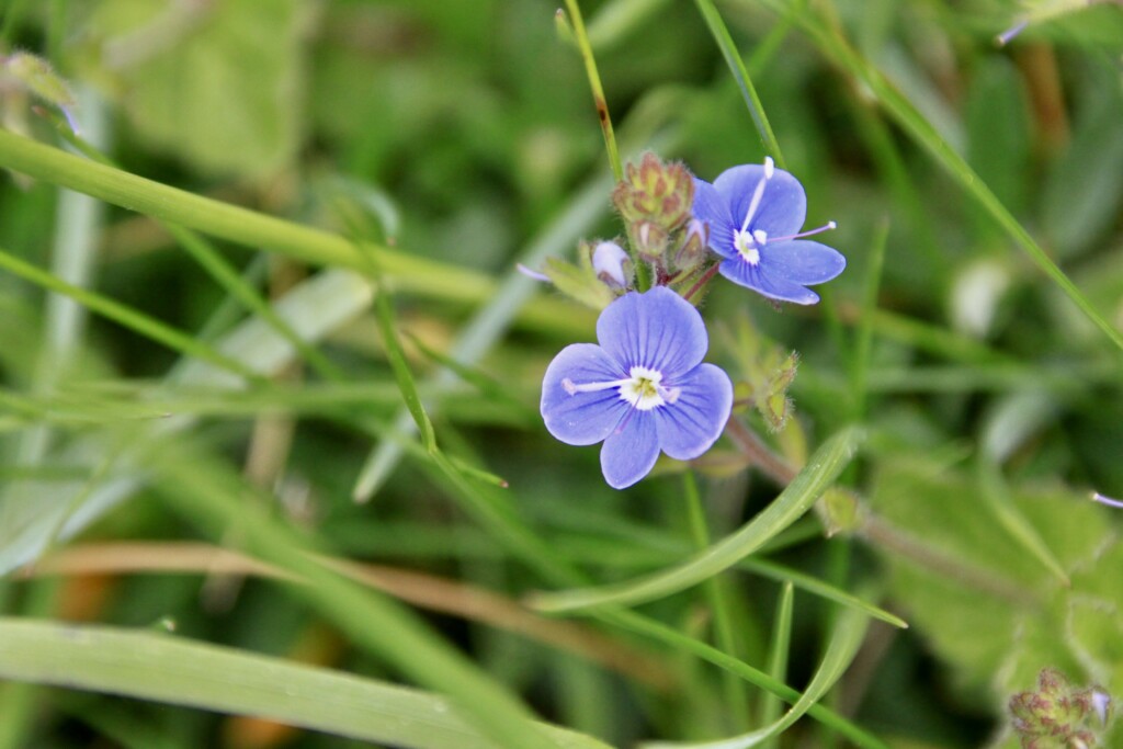 Germander Speedwell