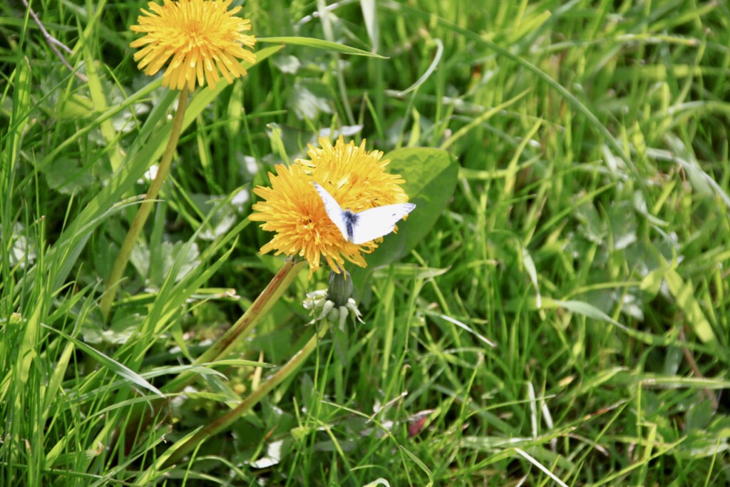 Dandelion & Orange-Tip Butterfly