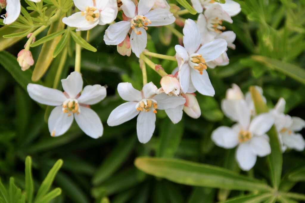 Mexican Orange Blossom