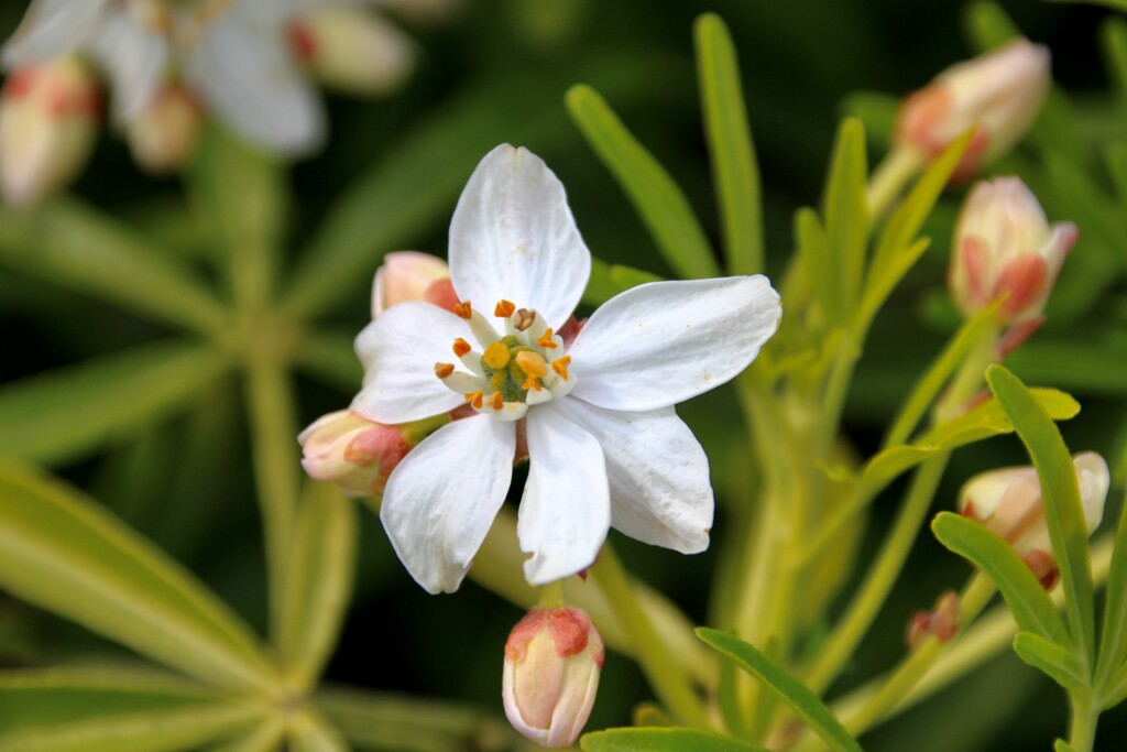 Mexican Orange Blossom