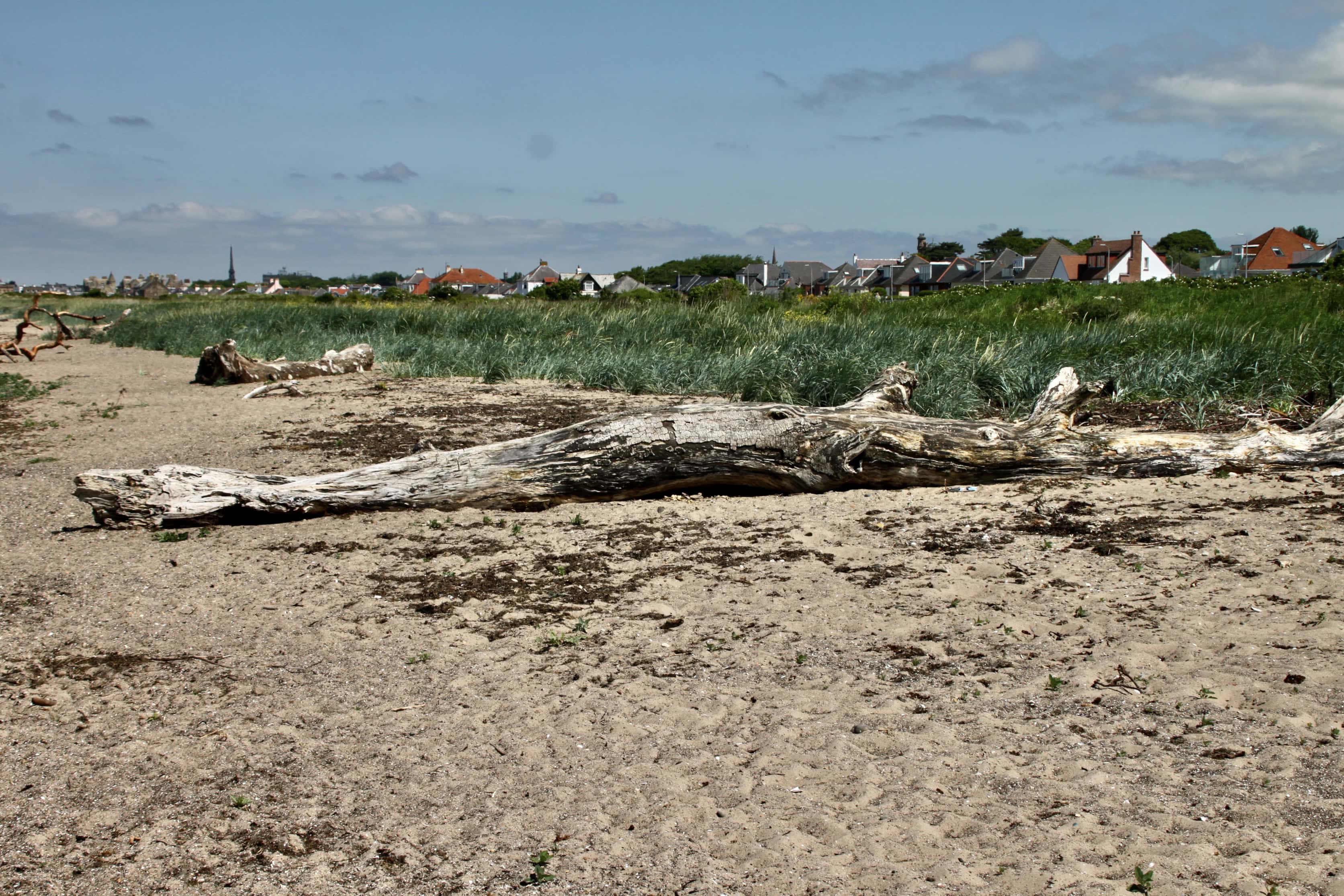 Driftwood #5 — Fan Of… #215
